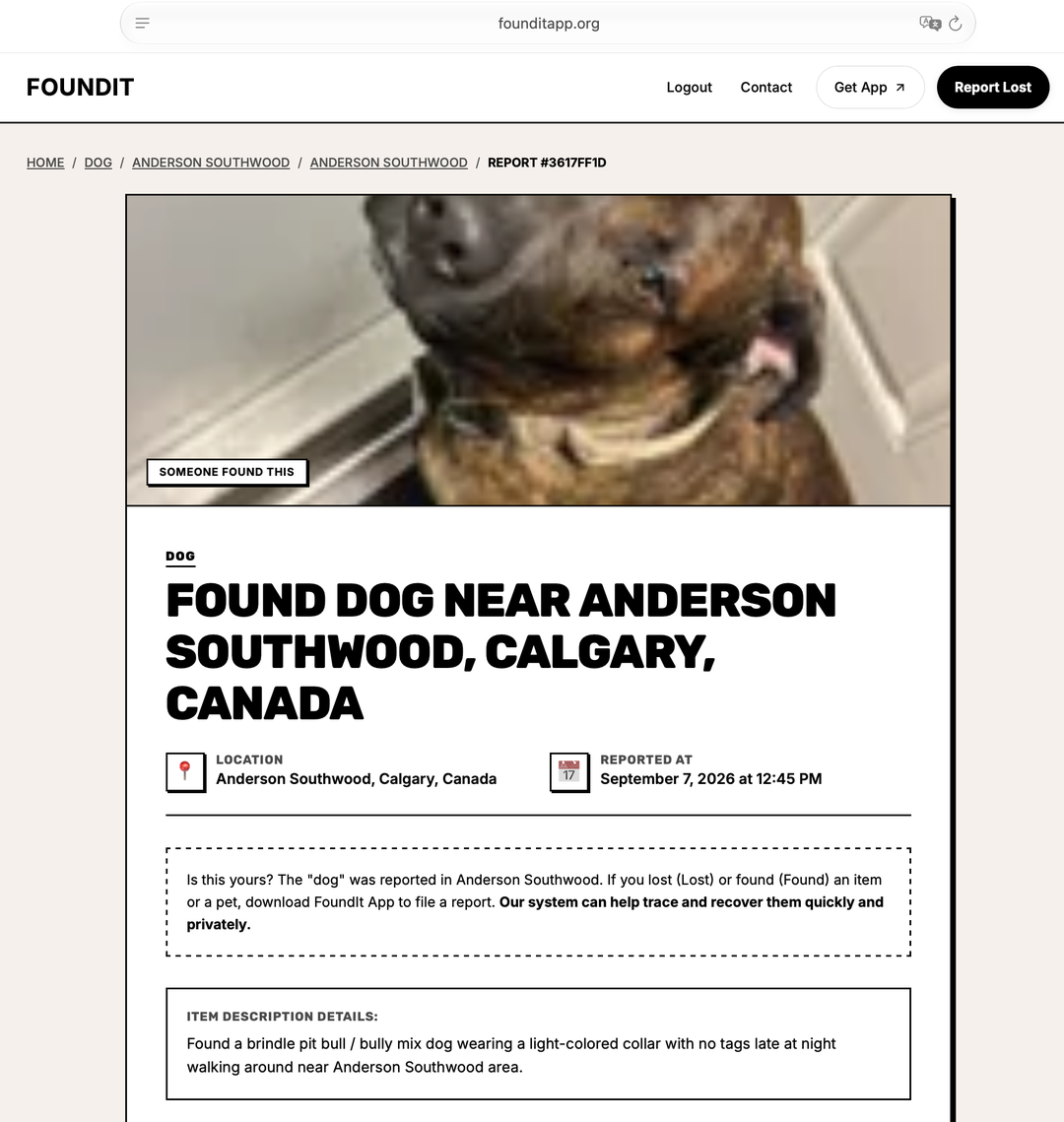 Found dog