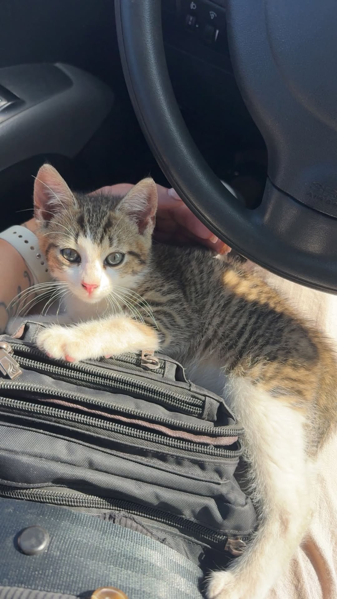 Found cat