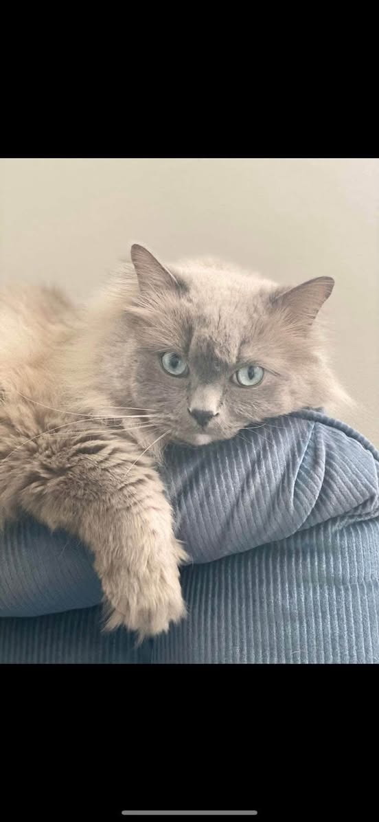 Lost cat