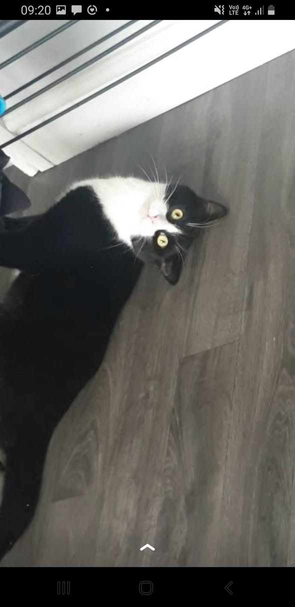 Lost Cat in Birmingham