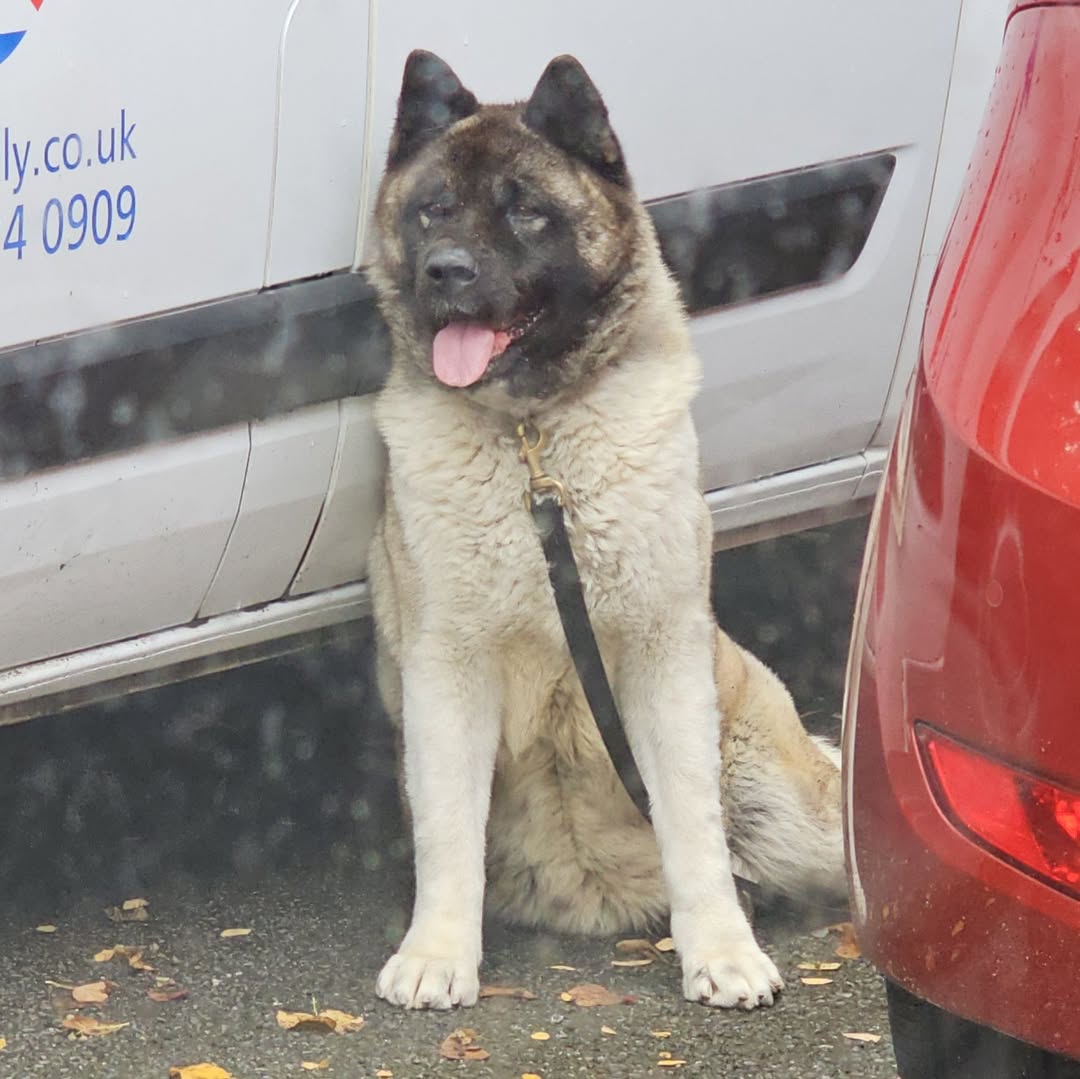 Found dog