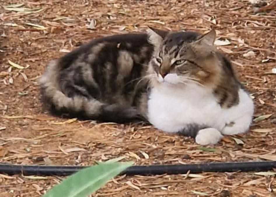 Found cat