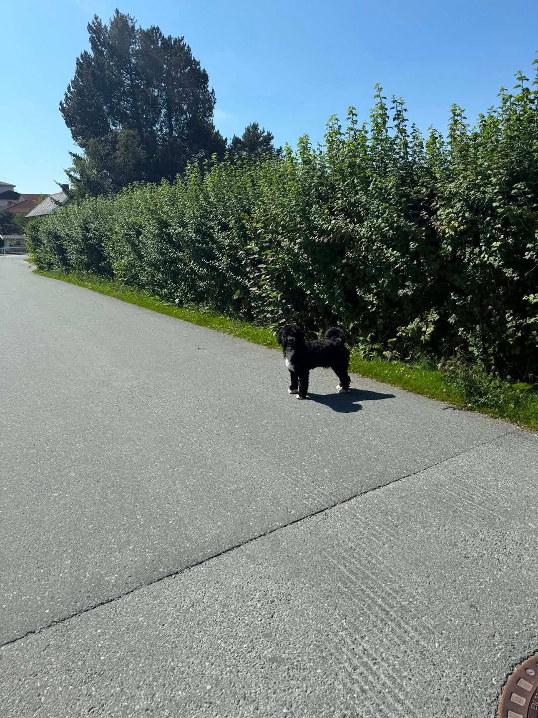 Found dog