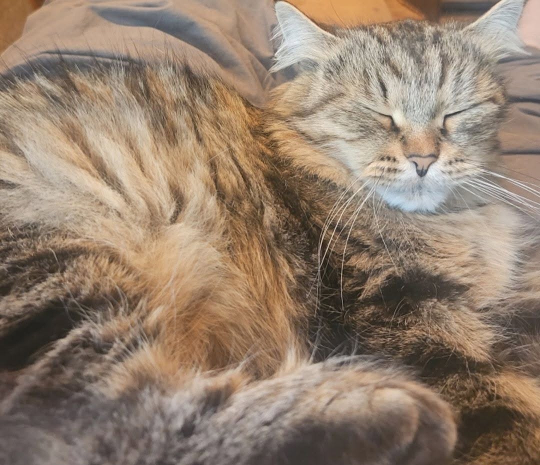 Lost Cat in Orkanger