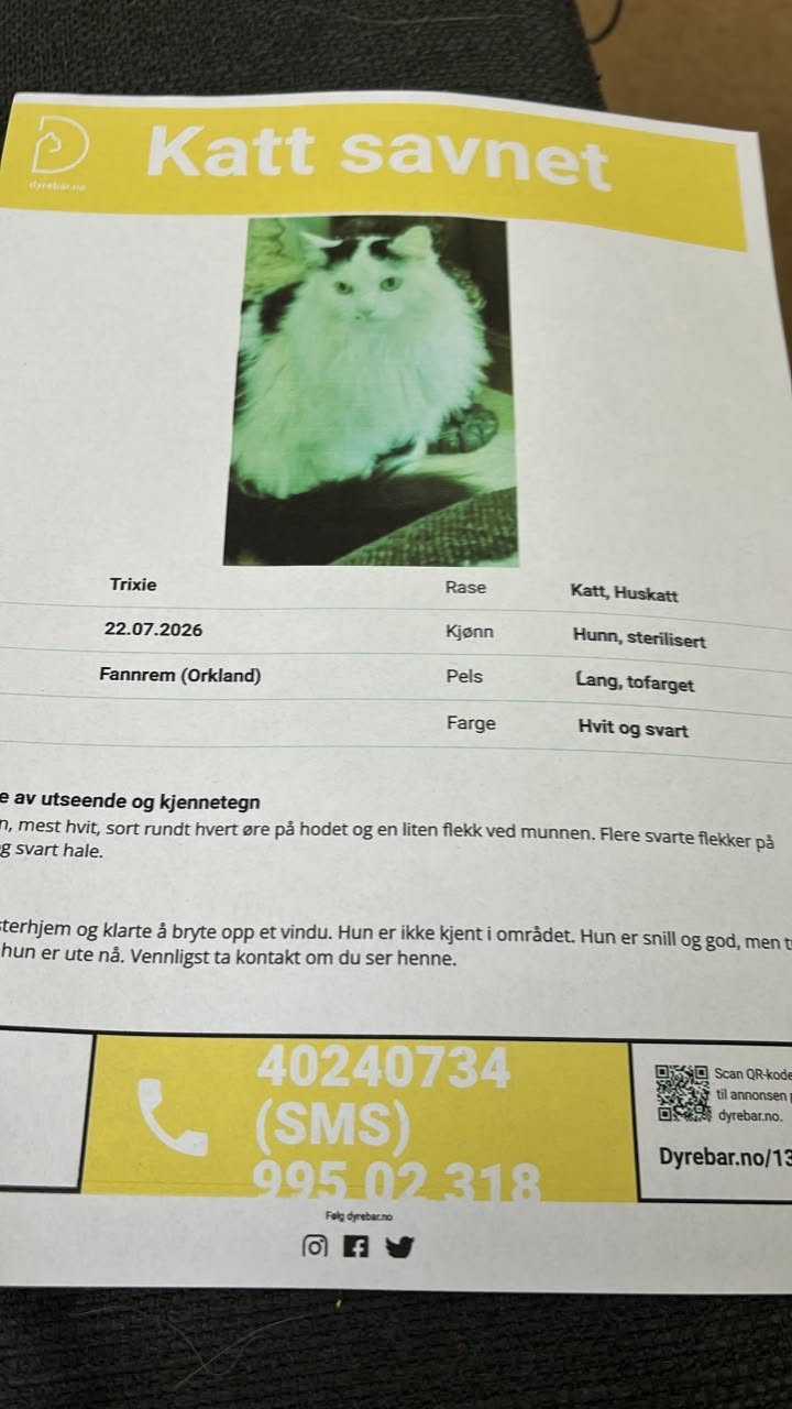 Lost cat