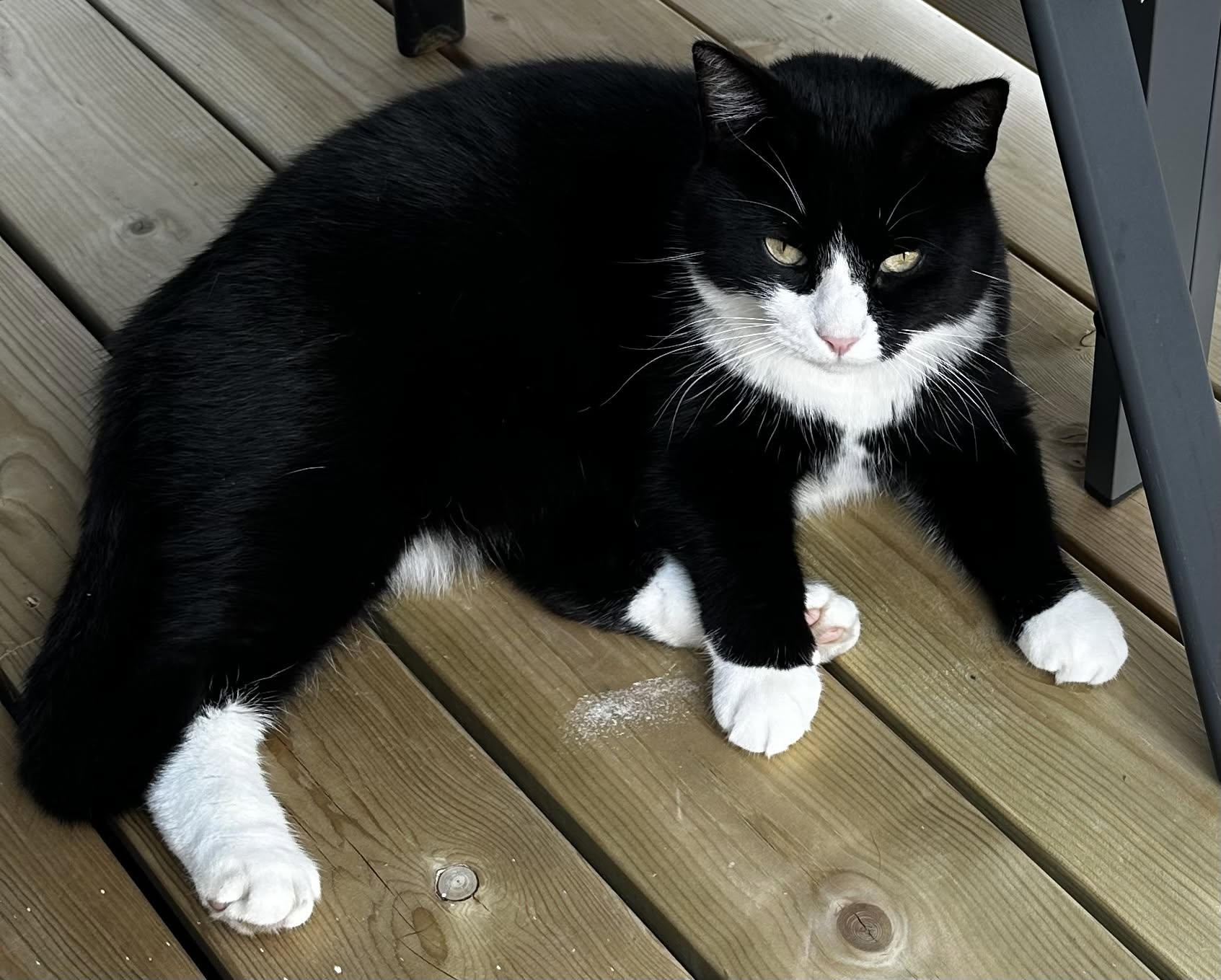 Lost cat