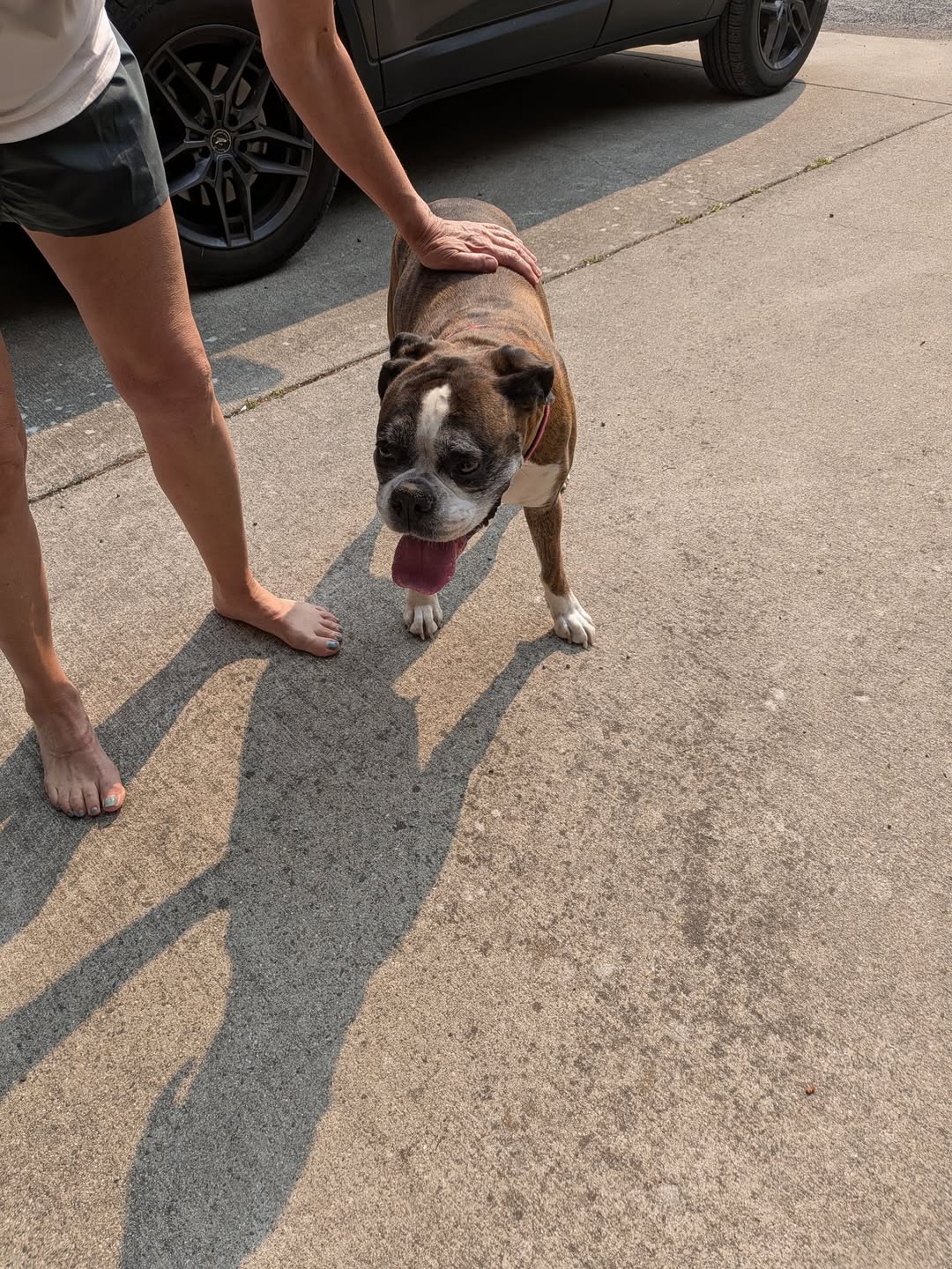 Found dog