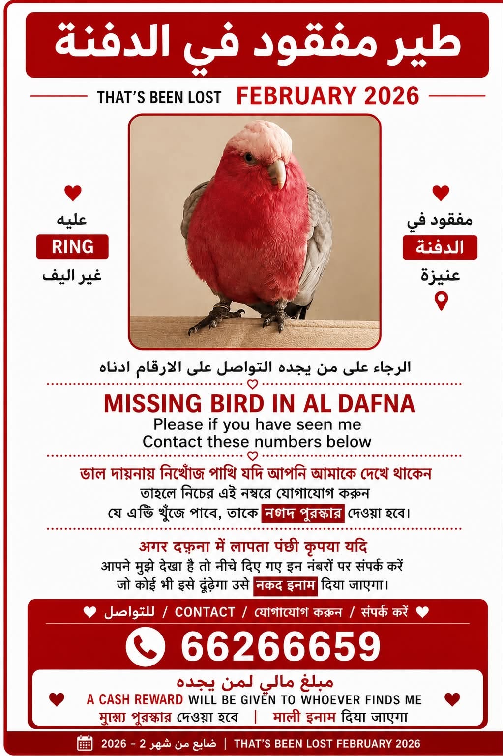 Lost Bird in Doha