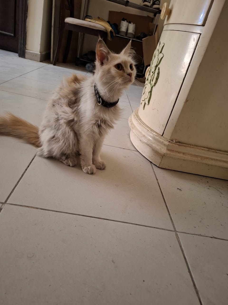 Found cat