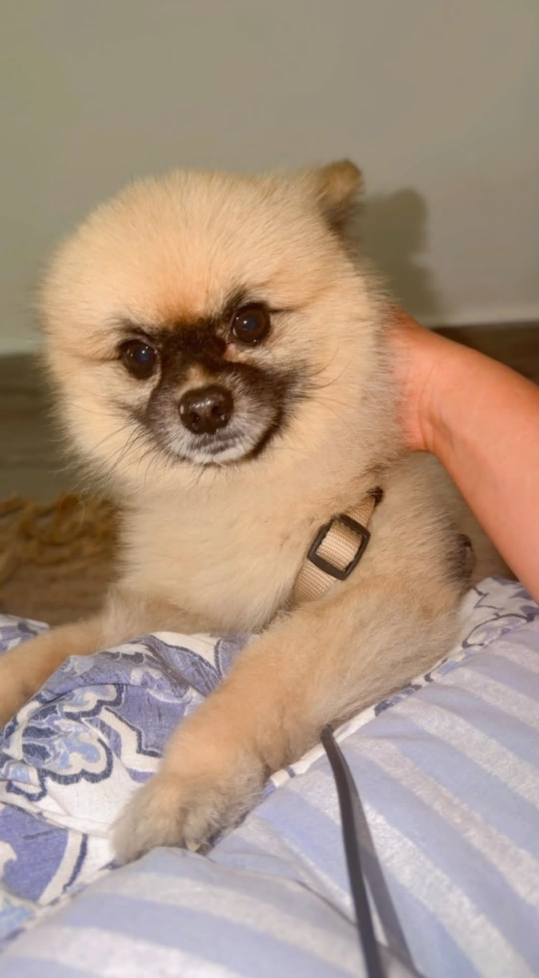 Lost dog