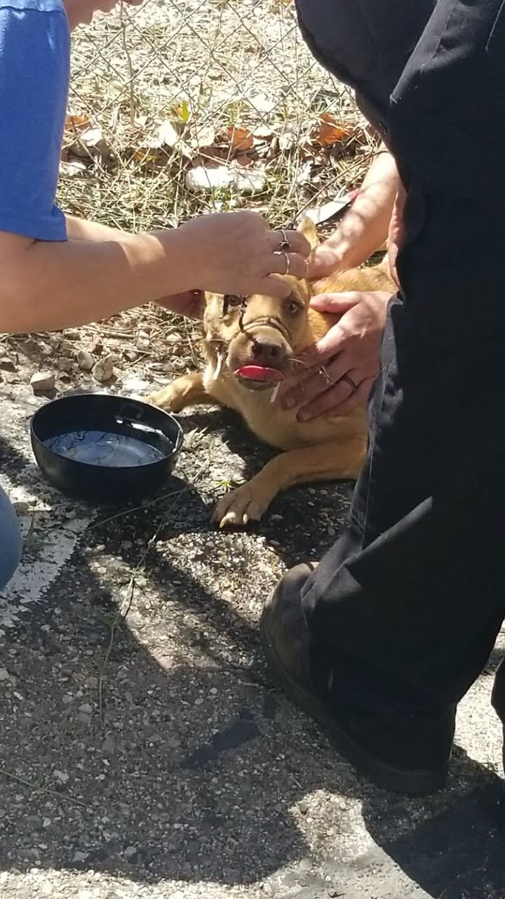 Found dog
