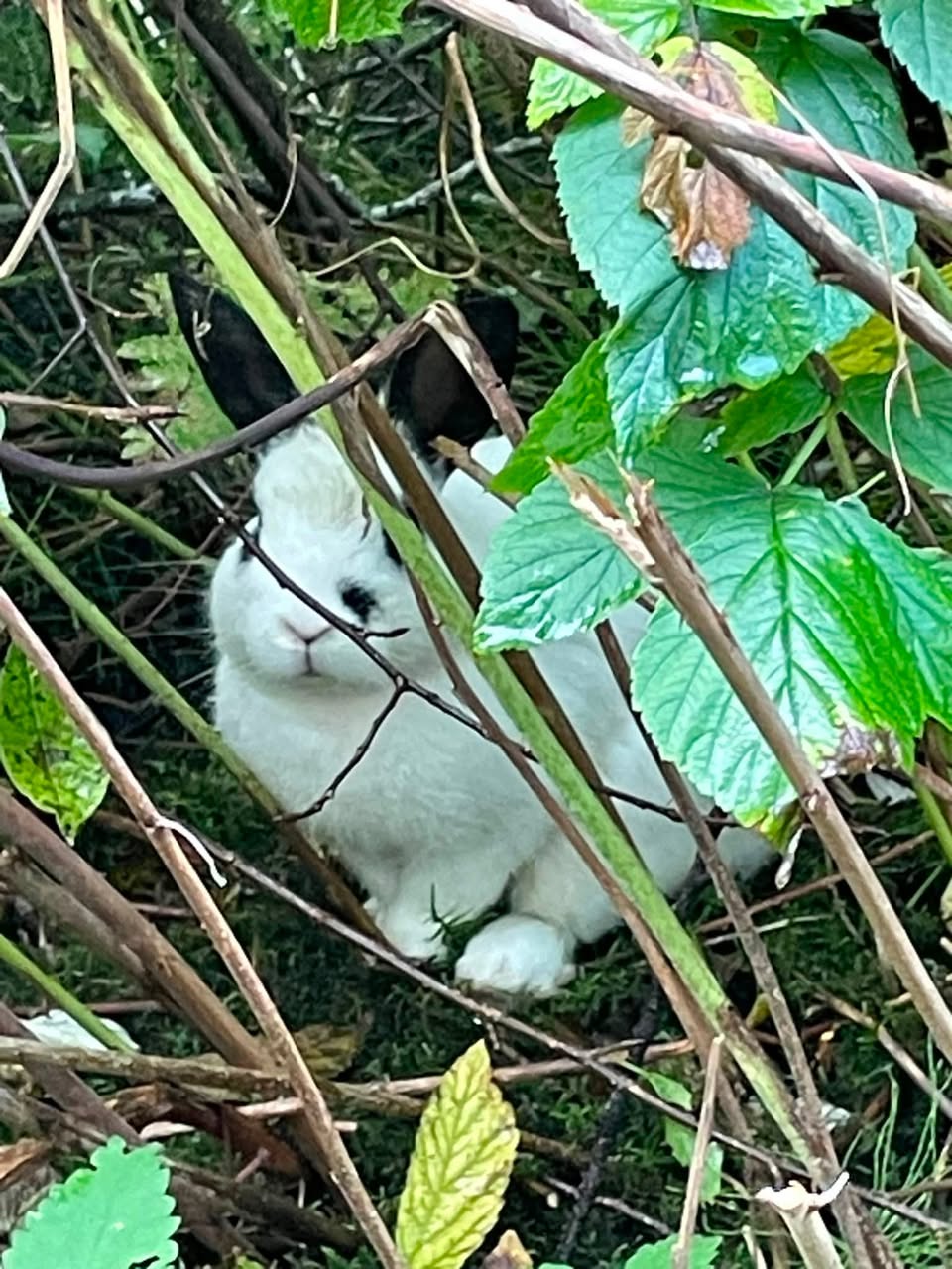 Found rabbit
