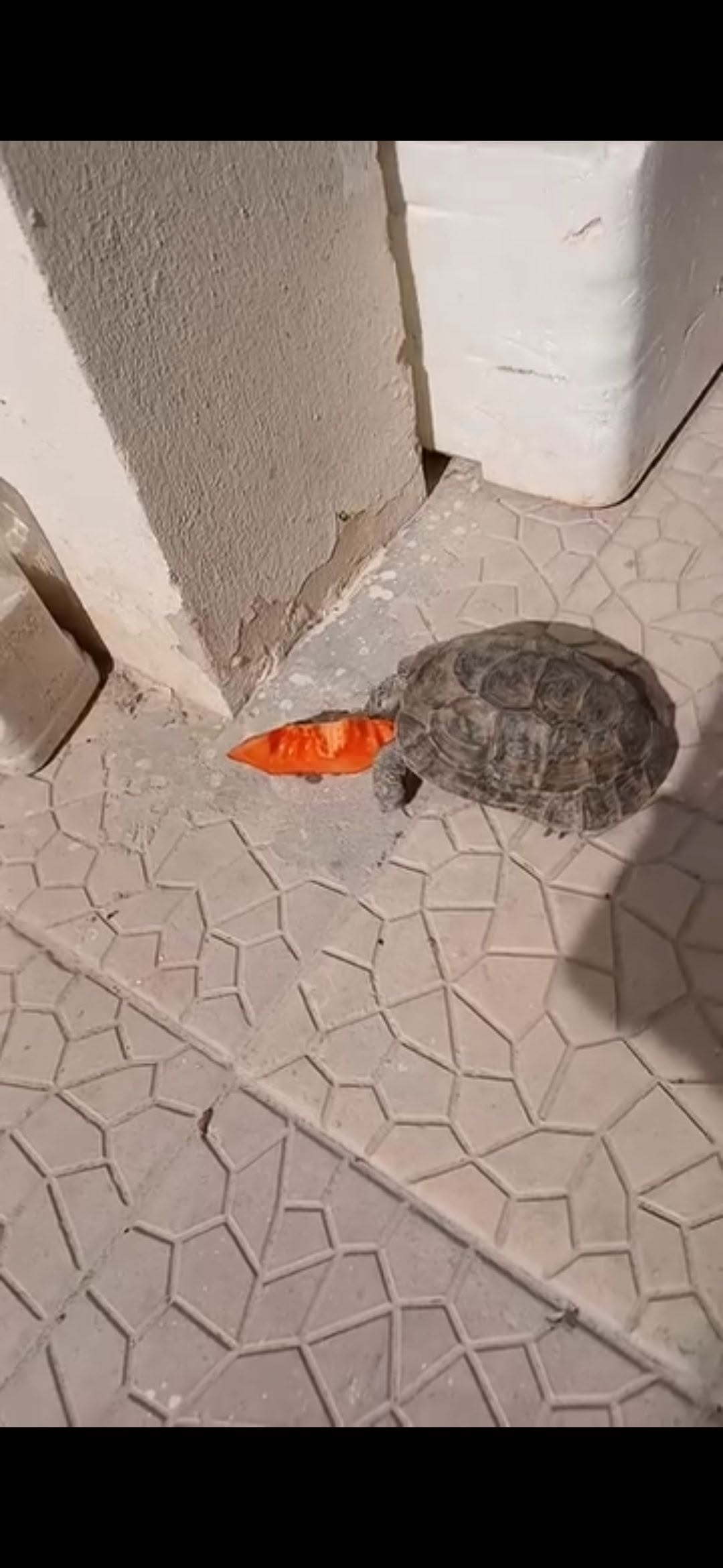 Lost Tortoise in Umm Salal Ali