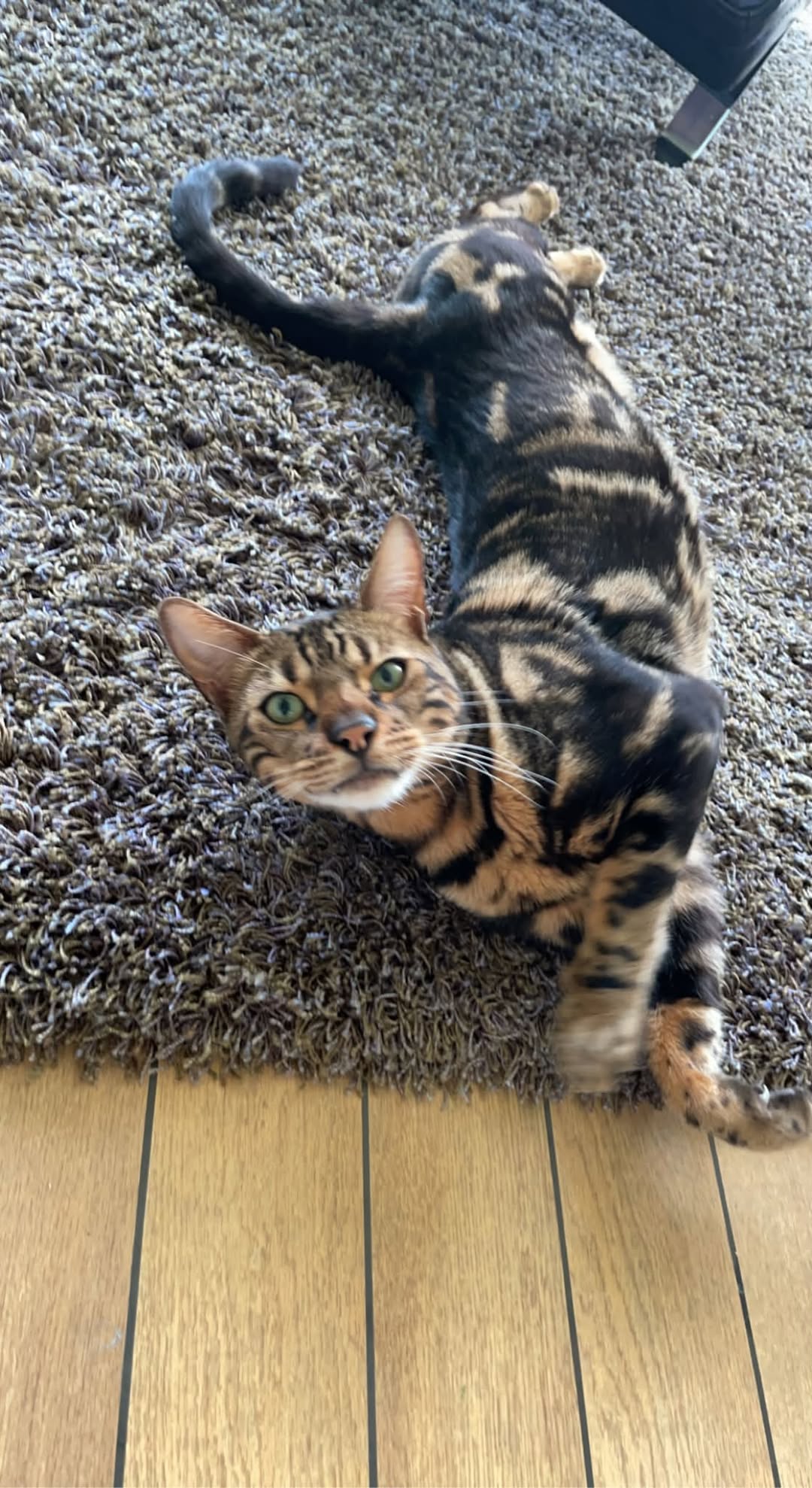 Lost Cat in Orkanger