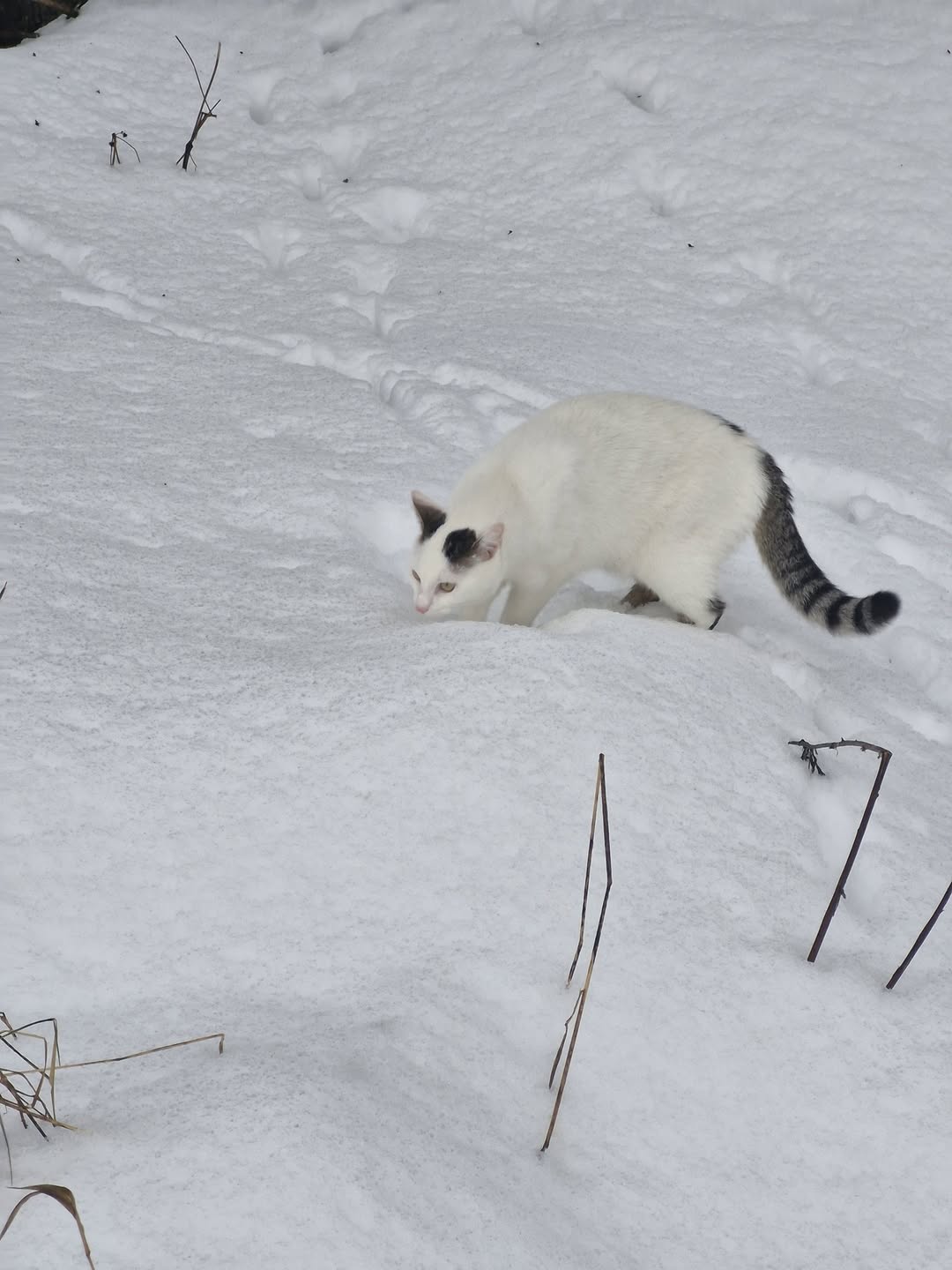 Lost Cat in Orkanger