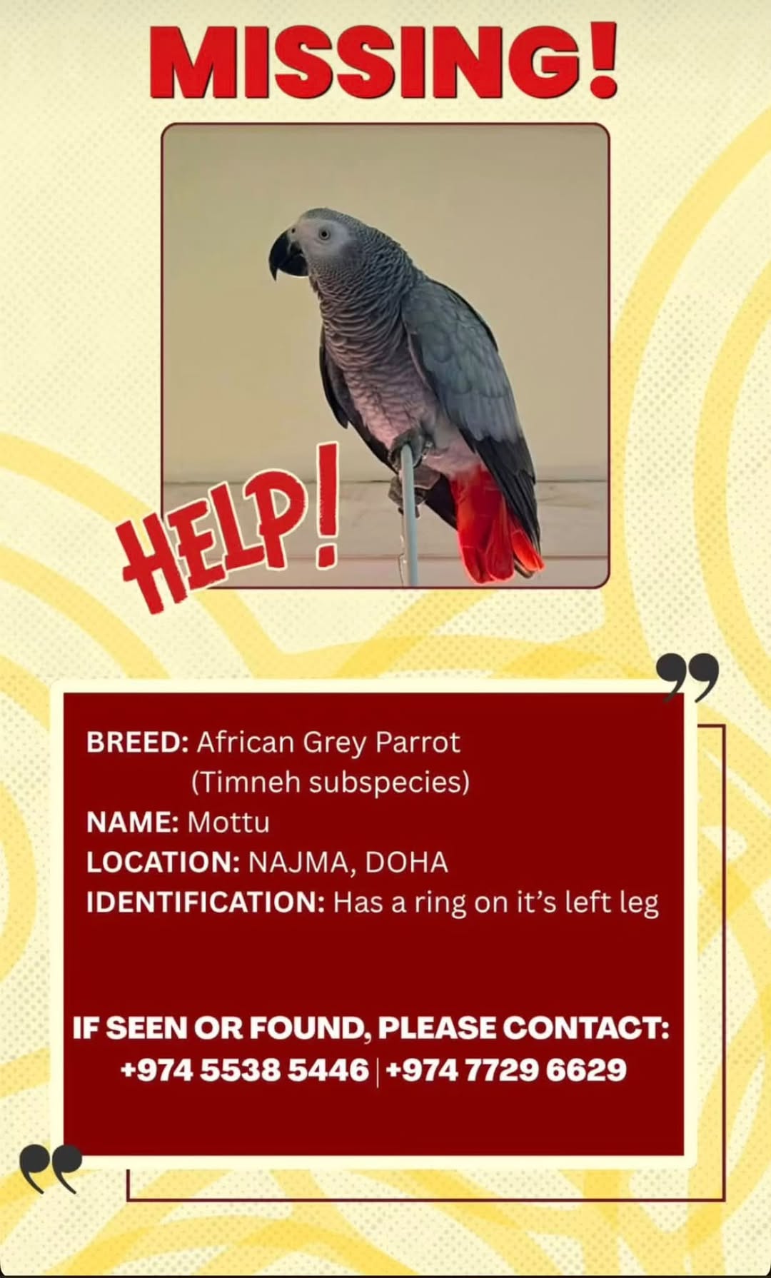 Lost bird