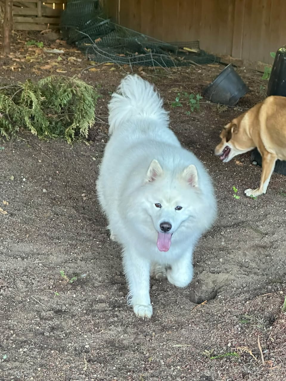 Found dog