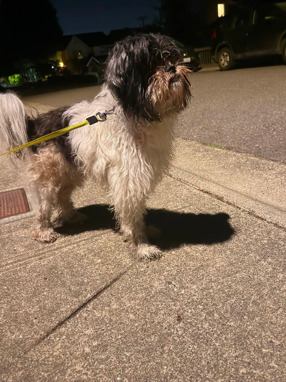 Found dog
