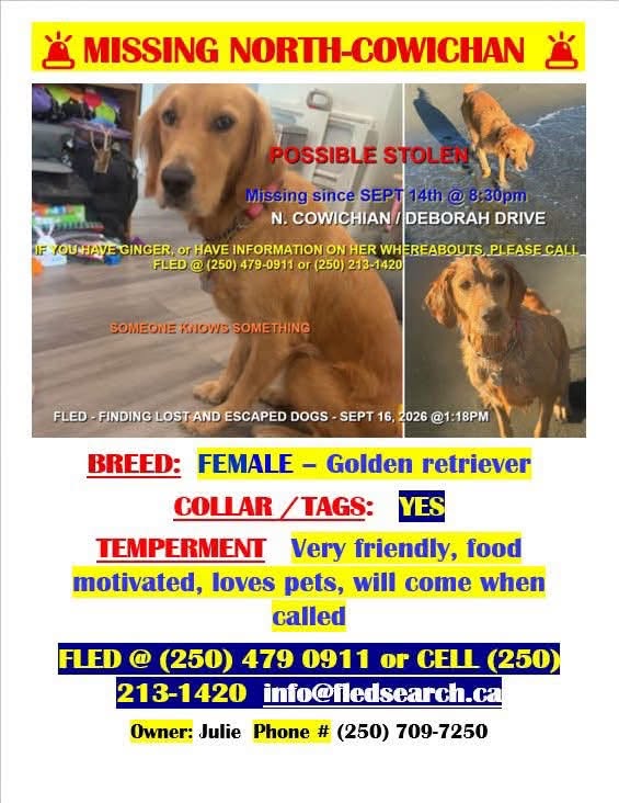 Lost Dog in Duncan