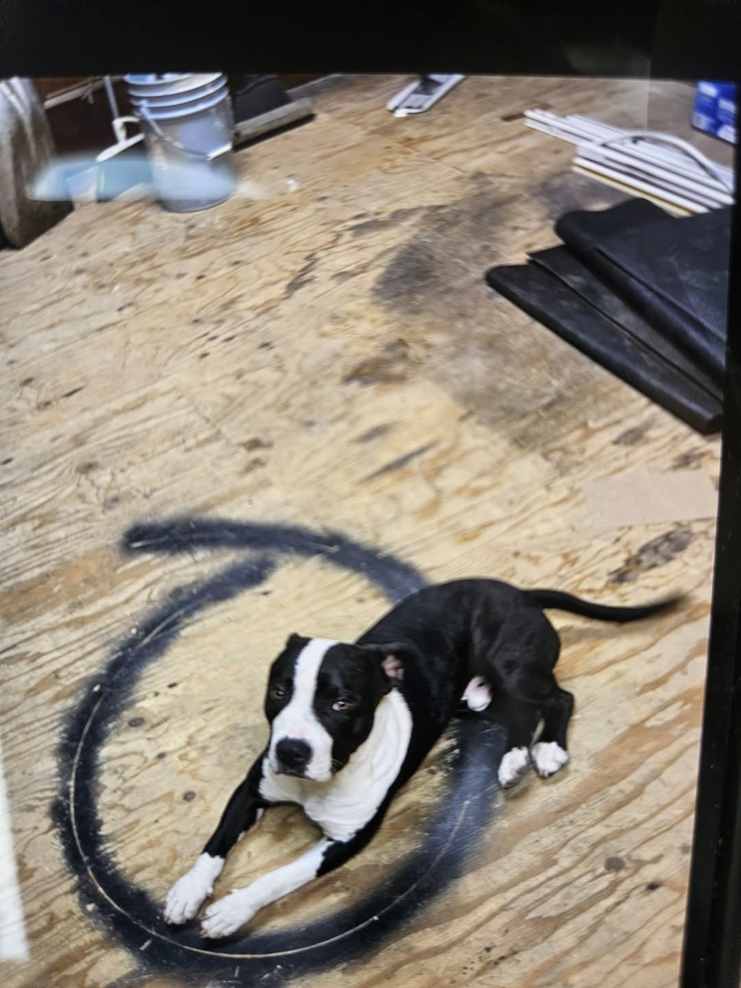 Found dog