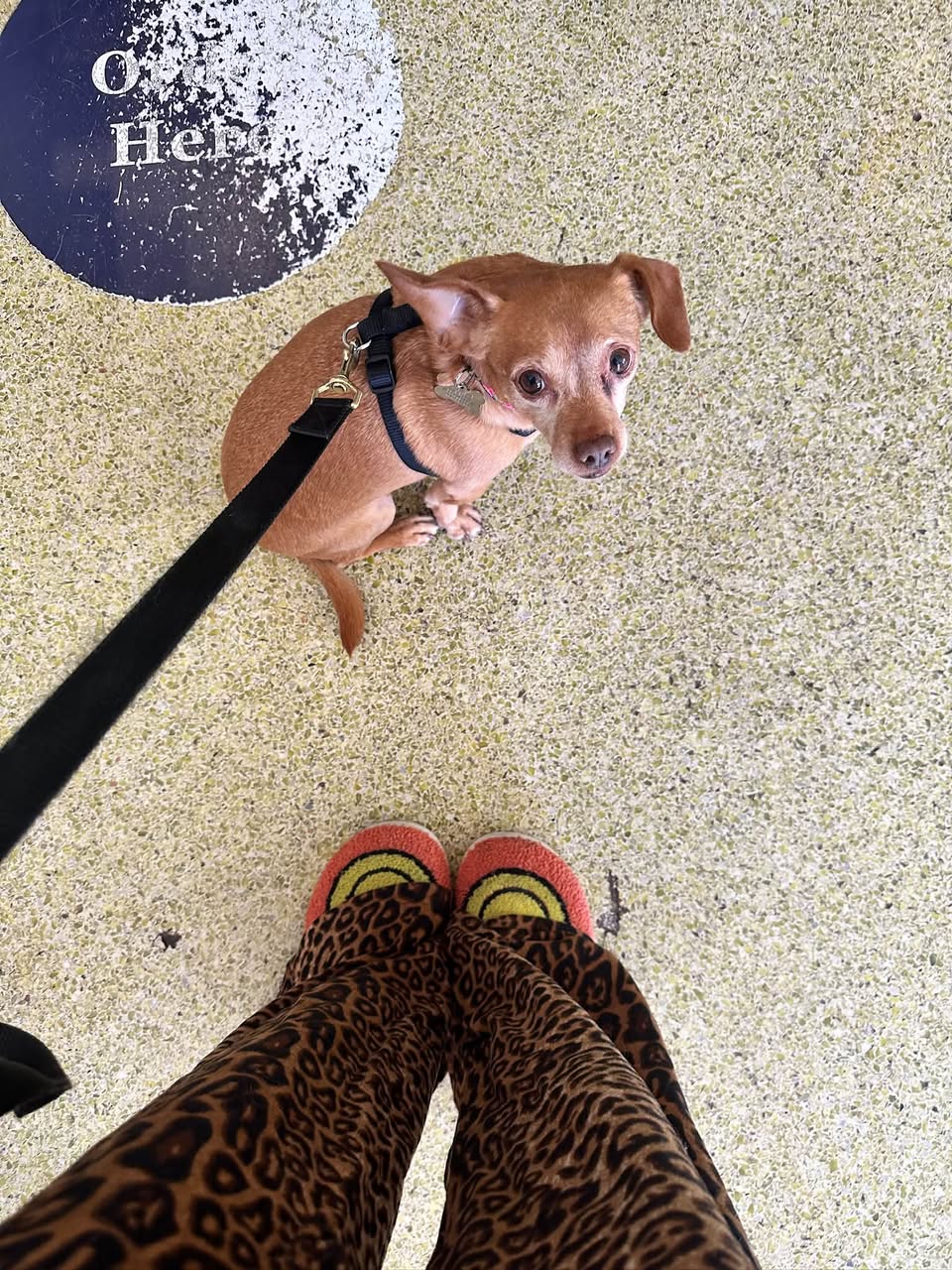 Lost Dog in Alki Beach