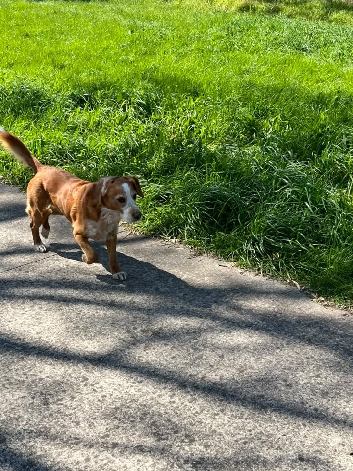 Found dog