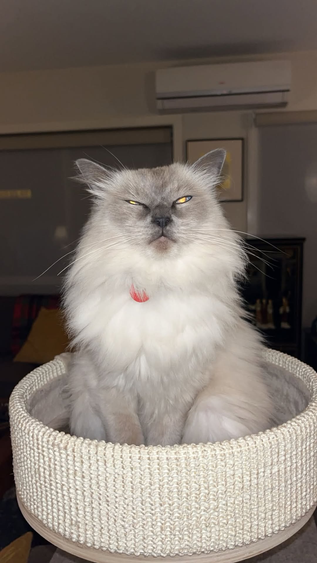 Lost Cat in Melbourne