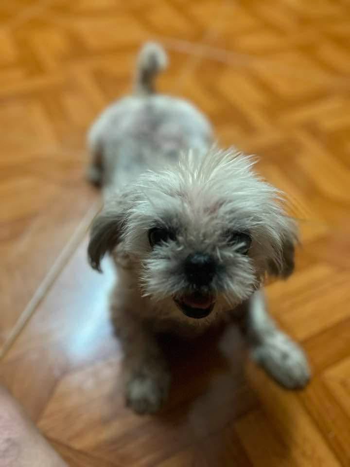 Lost dog