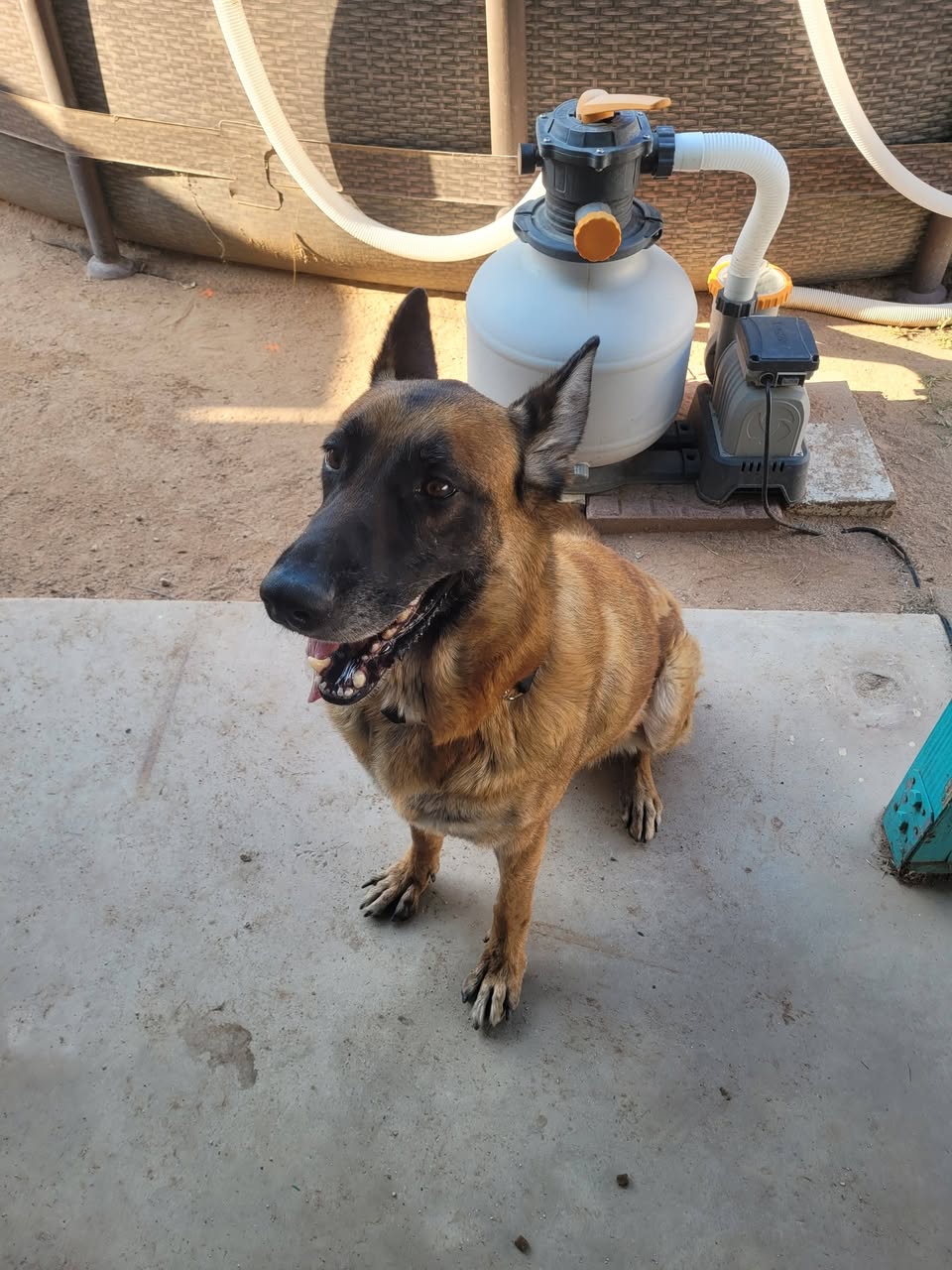 Found dog