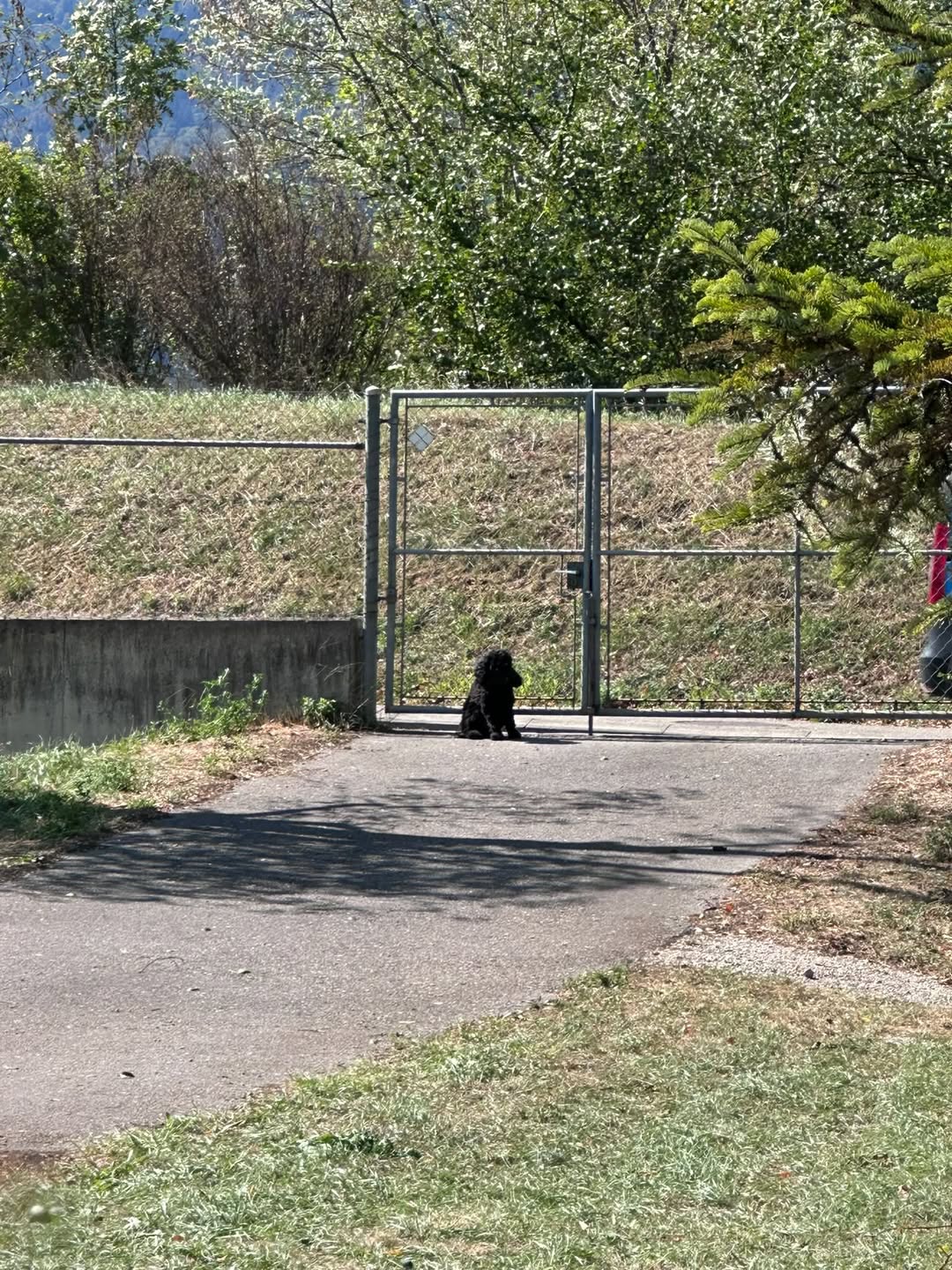 Found dog