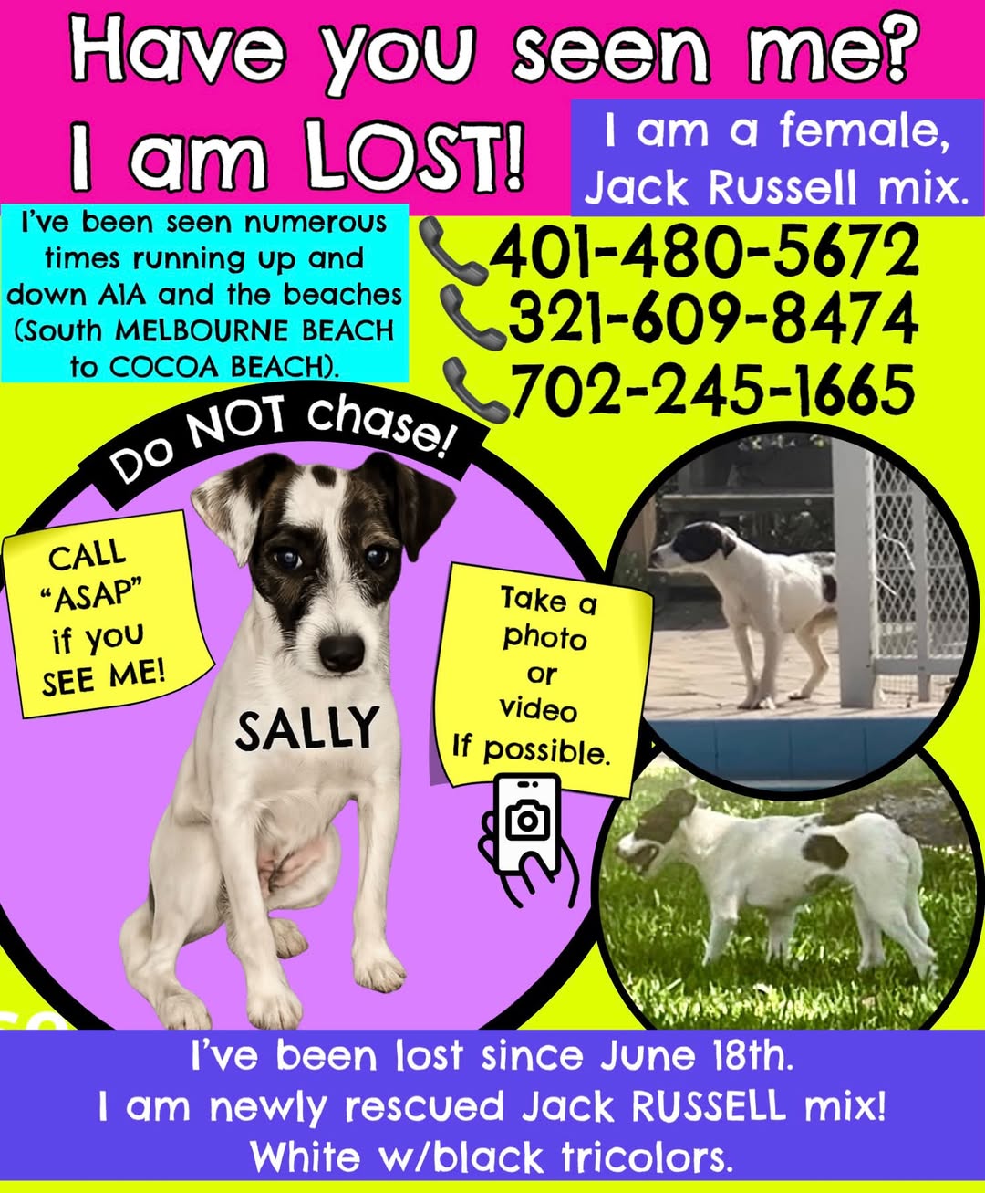 Lost dog