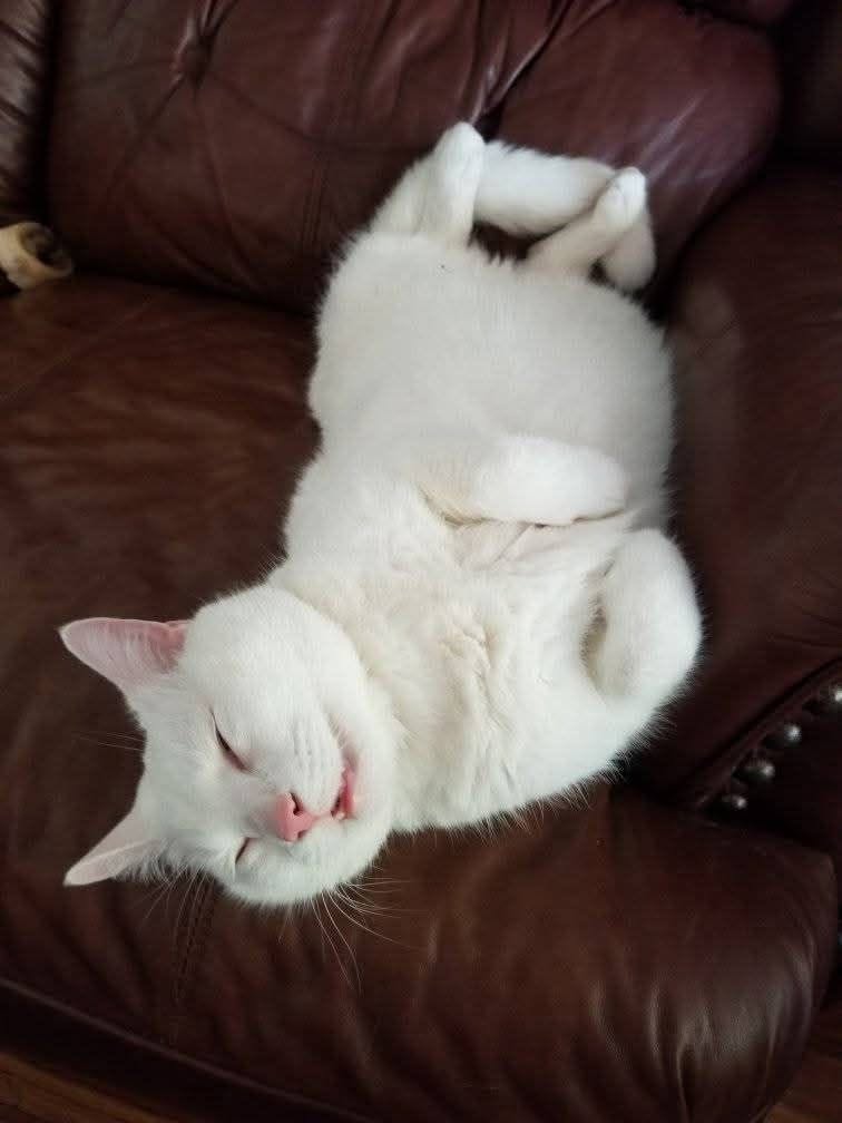 Lost Cat in Melbourne
