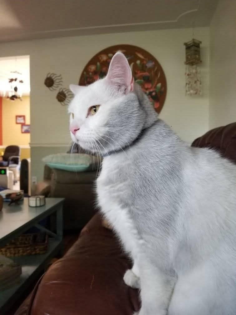 Found cat