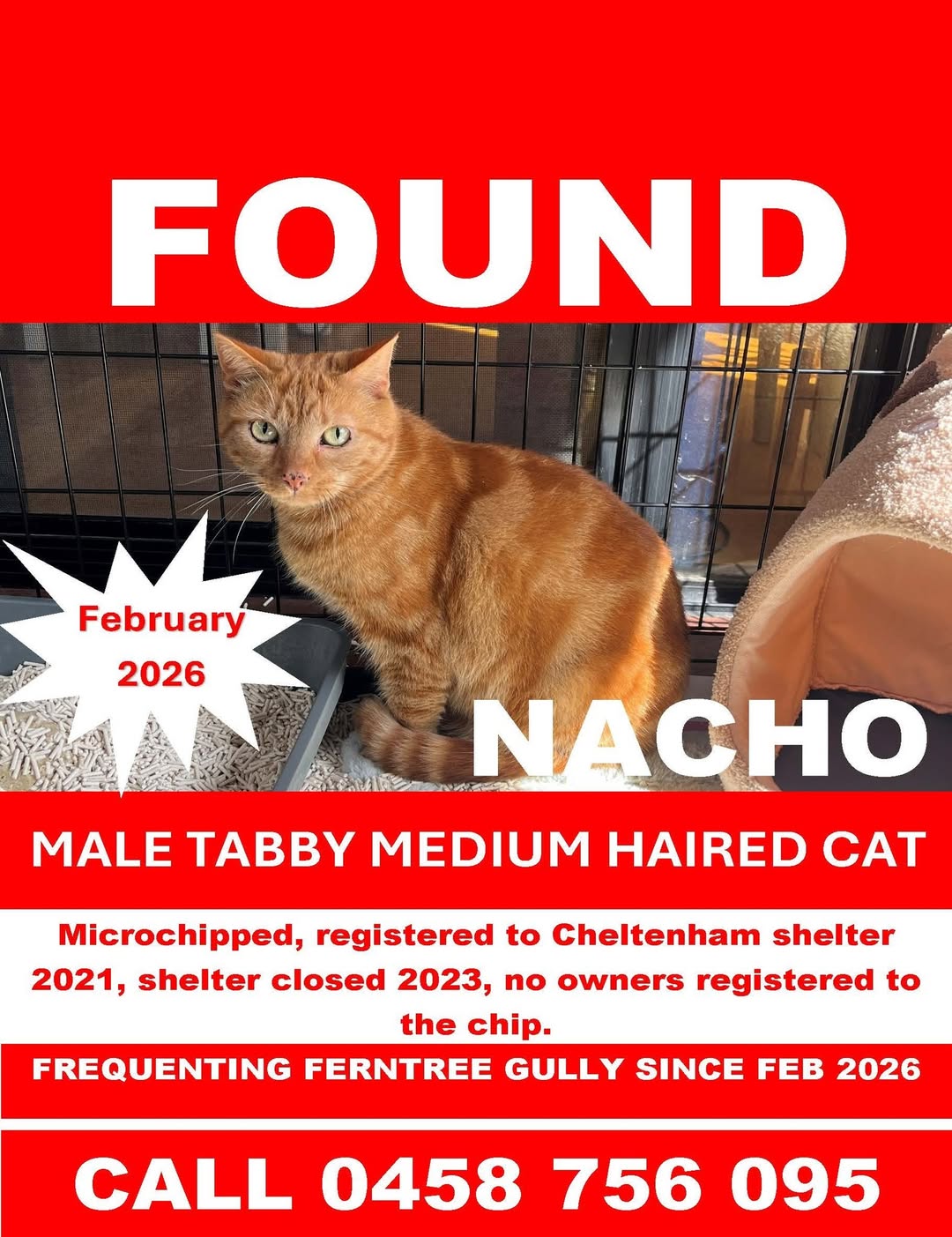 Found cat