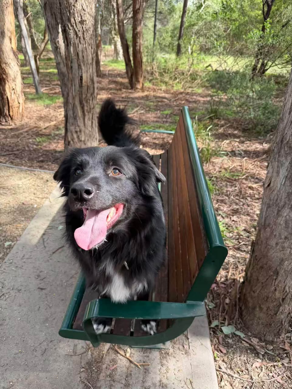Lost dog