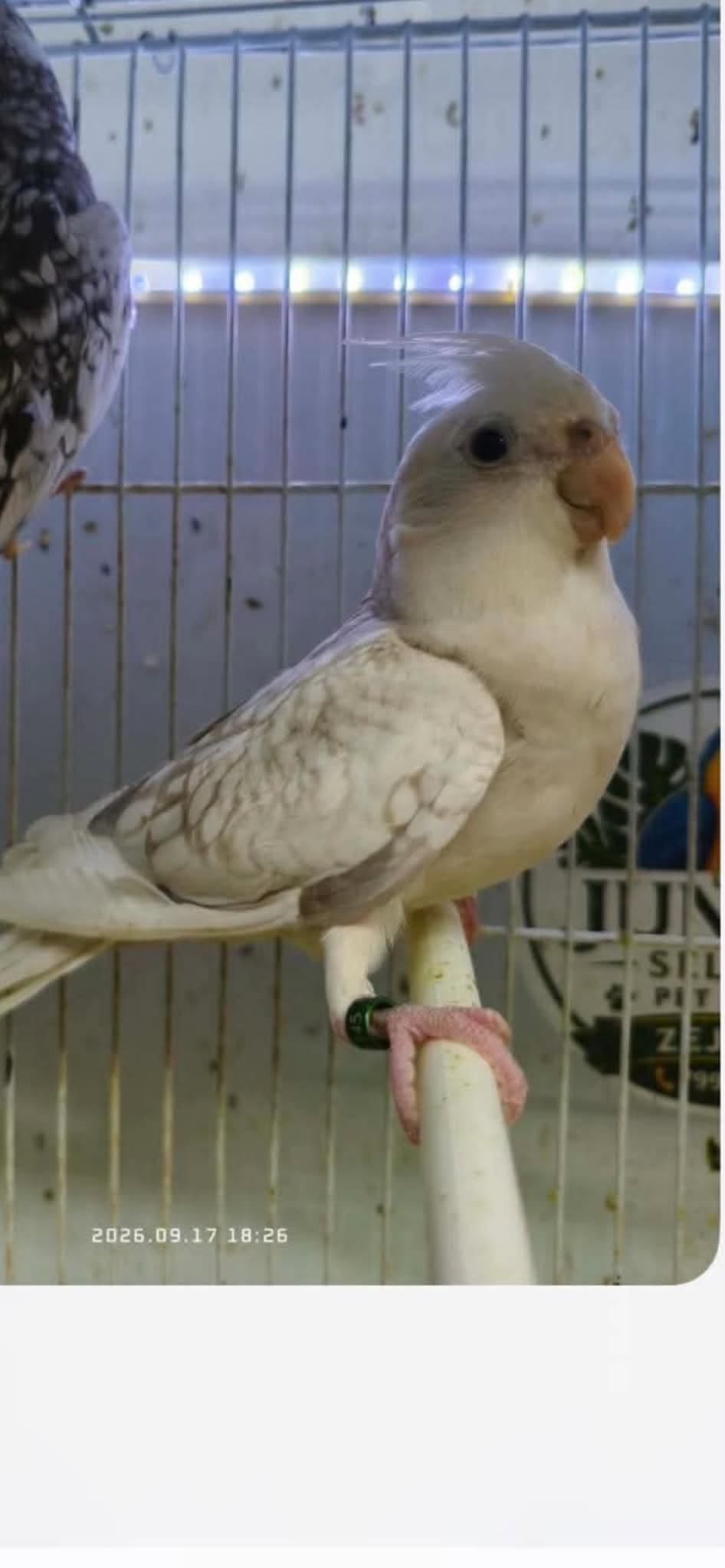 Lost bird