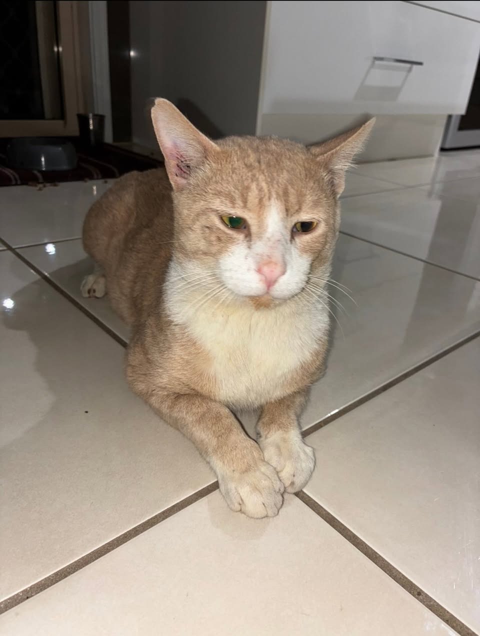 Lost Cat in Australia