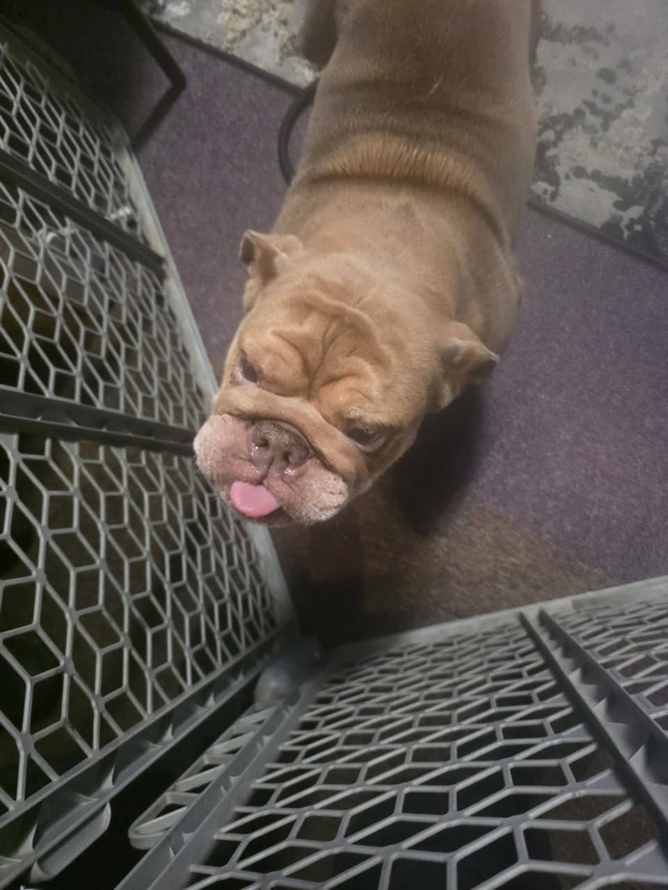 Found Dog in North Whitehall