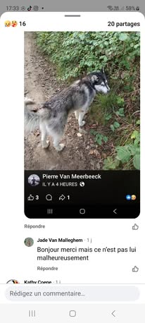 Found dog
