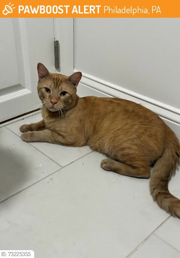 Found cat