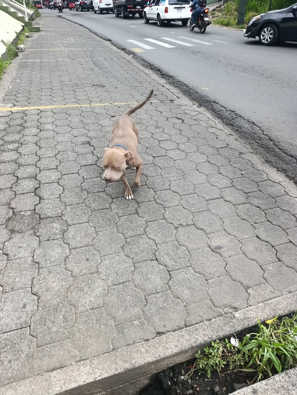 Found Dog in Retalhuleu
