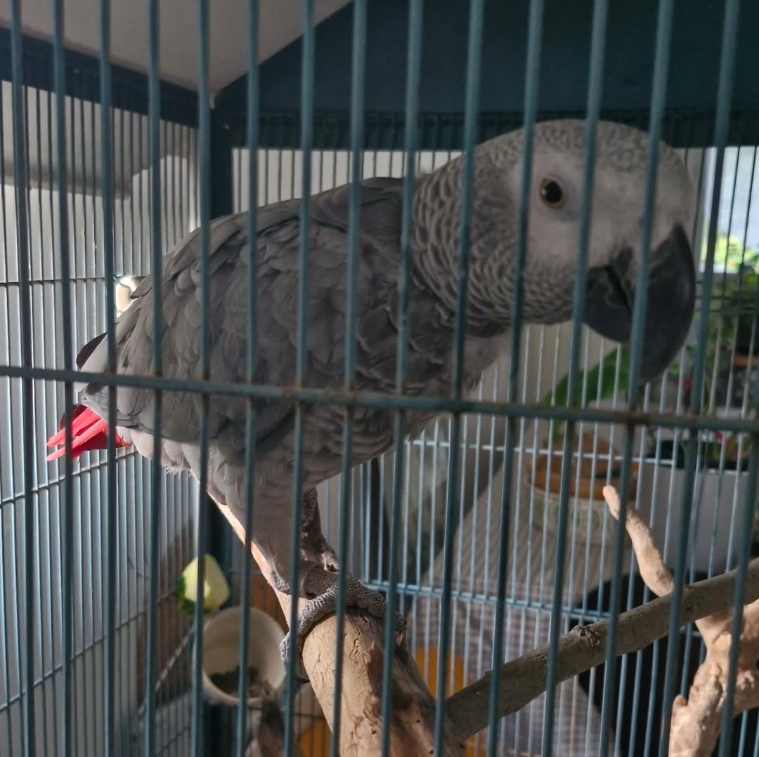 Found bird