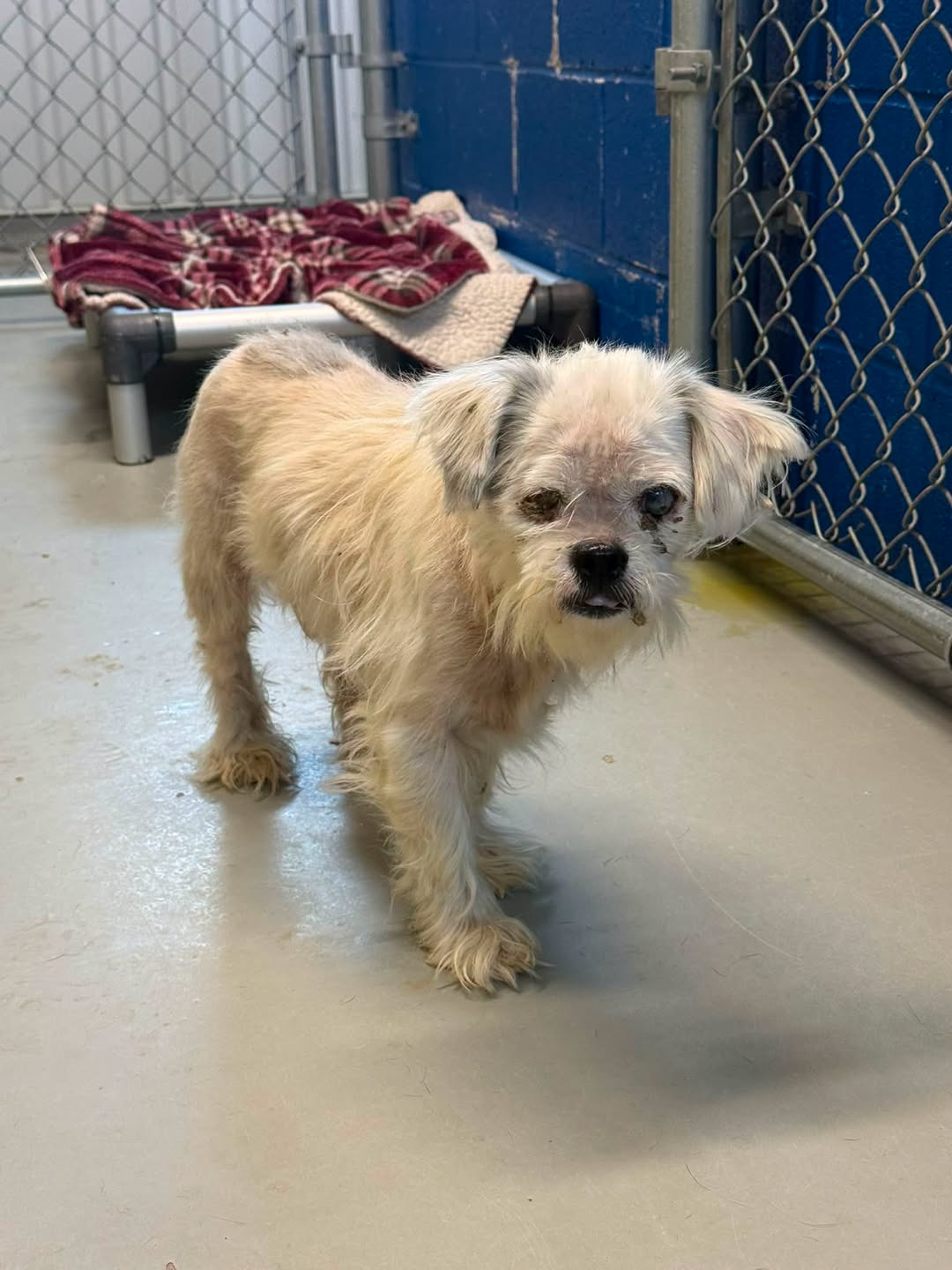 Found dog