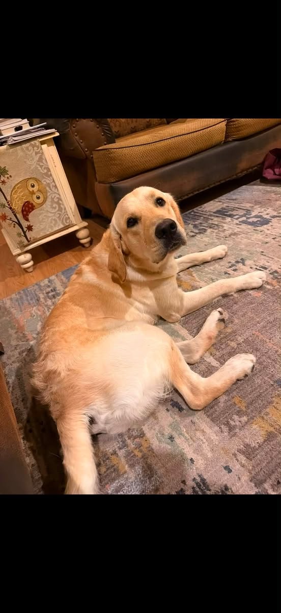 Lost Dog in Falcon Mesa