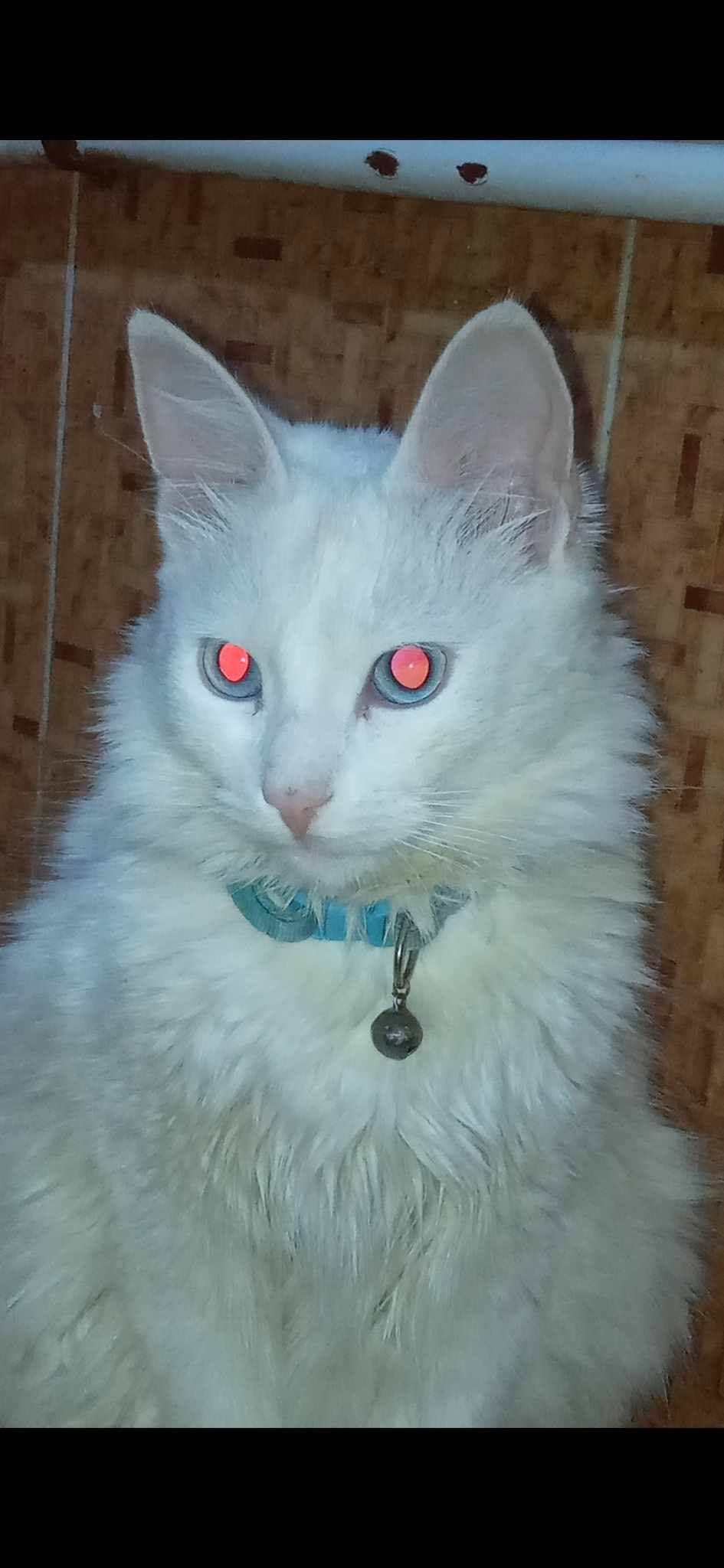 Lost Cat in Biskra