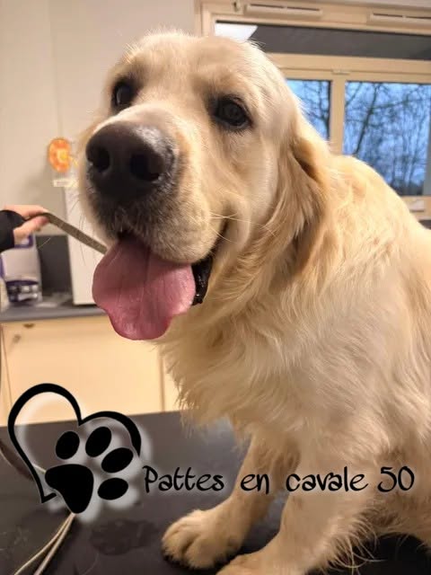 Lost dog