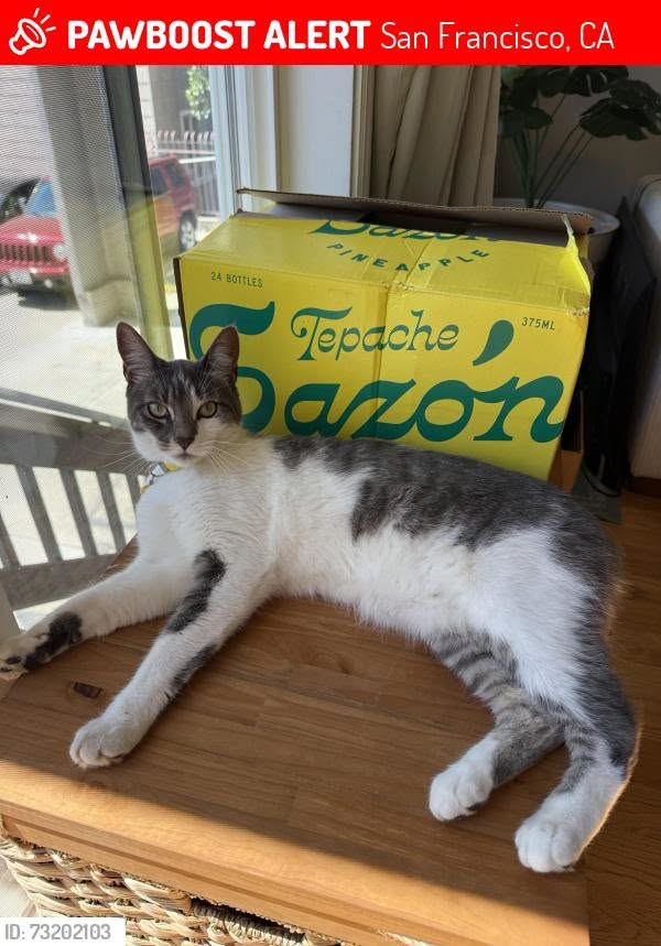Lost cat