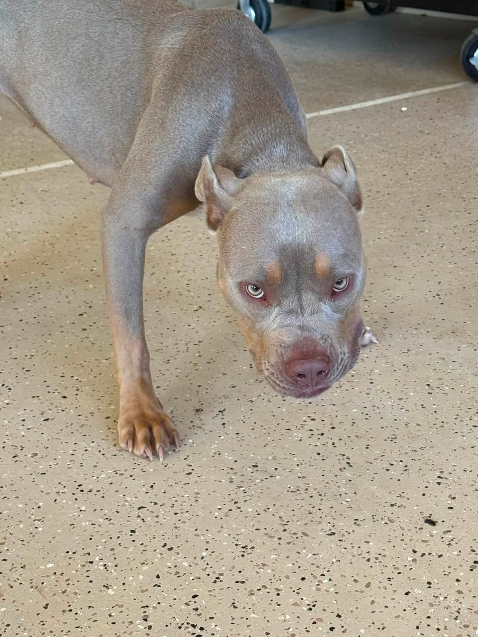 Found dog