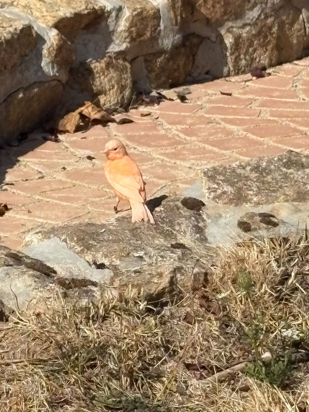 Found bird