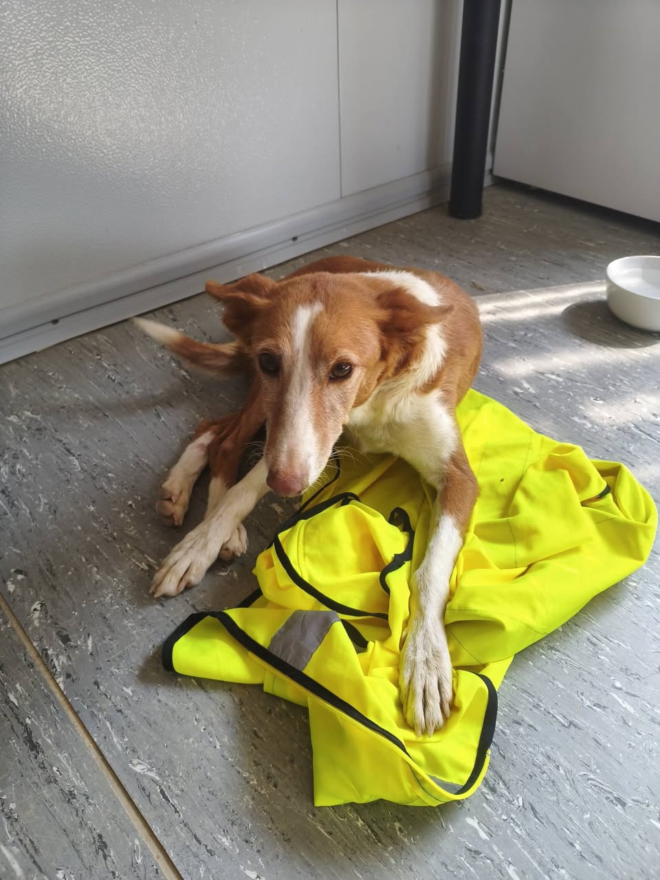 Found dog